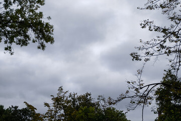 Cloudy sky with gray clouds framed by the contours of tree branches
