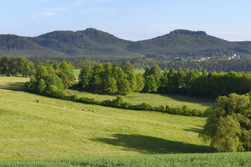 Fototapeta na wymiar Saftig grüne Felder mit dem rechtselbigen Tafelberg Lilienstein im Hintergrund