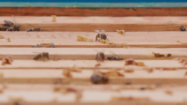 Close up view of the opened hive body showing the frames populated by honey bees. Bee mooving on top. Focus change