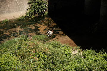 duck in the city park