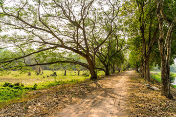 Road Path With Green Trees in Forest.