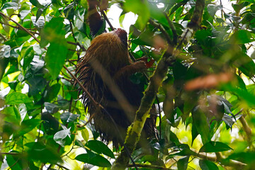 Naklejka premium A Hoffman's Two-toed Sloth in a tree after rainfall, taken in Costa Rica.