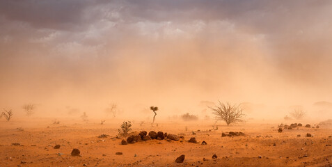 Climate change in Africa concept: Yellow orange dusty sandstorm with rocks, sand, bushes and dark...
