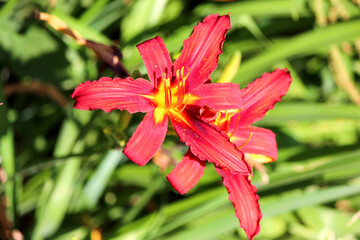 Fire Lily or Orange Lily (in german Feuer-Lilie) Lilium bulbbiferum