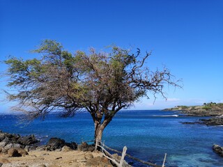 Baum am Meer