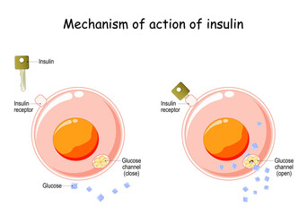 How does insulin work - obrazy, fototapety, plakaty
