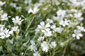 Small white flowers in a garden. Cushion baby's-breath floral background. Gypsophila.