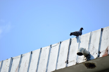 Obraz premium bird on a roof