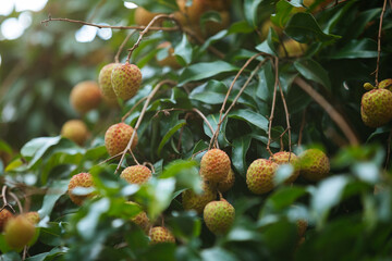 Lychee fruits in growth on tree