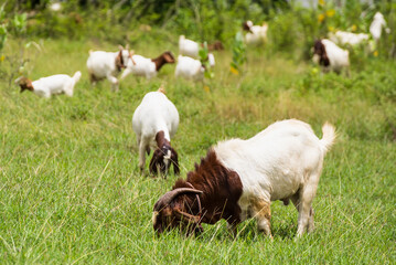 Obraz premium Goats in the pasture of organic farm in thailand.