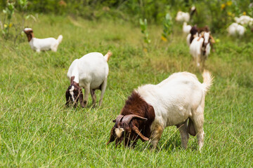 Obraz premium Goats in the pasture of organic farm in thailand.