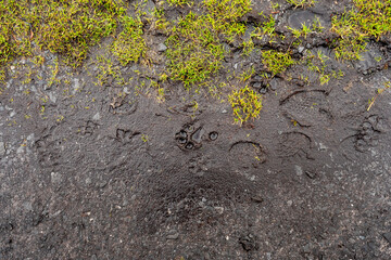 Dog feet imprints on dirty mud surface, Top view.
