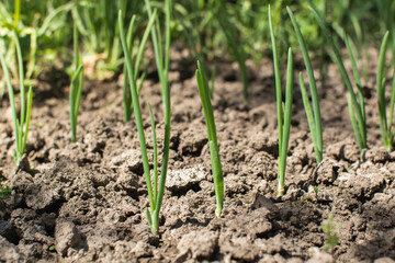 Close-up young plant growing in the soil. Young green onion seedlings in the garden.