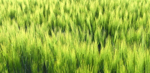 Leuchtendes, flirrendes grünes Weizenfeld