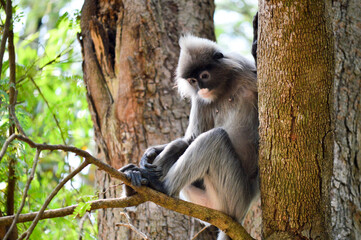 Obraz premium monkey in nature