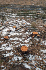 Freshly cut tree stumps in a forest on a hill. Forestry industry.