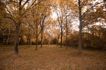 Fototapeta na wymiar trees during fall