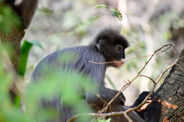 Phayre's langur (Trachypithecus phayrei) at Wat Tham Pha Poo, Chiang Khan, Thailand