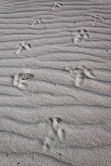 Fototapeta na wymiar Footprints of an emu bird on a sand dune, close to Juren Bay, Western Australia WA, west coast