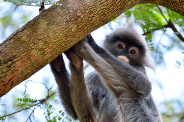 Phayre's langur (Trachypithecus phayrei) at Wat Tham Pha Poo, Chiang Khan, loei, Thailand