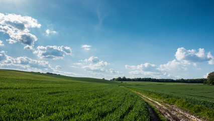 Fototapeta na wymiar Ścieżka pośrodku pola, na którym rośnie zboże