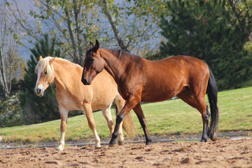 two horses in the field, two horses of different breeds walk together, English race horses and a haflinger breed