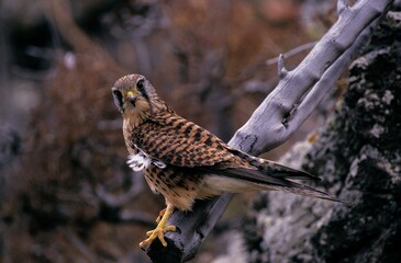 Cernícalo hembra Gran Canaria. Kestrel of Gran Canaria