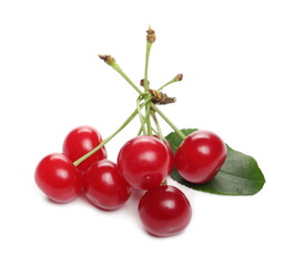 Ripe tart, sour cherries with leaves isolated on white background