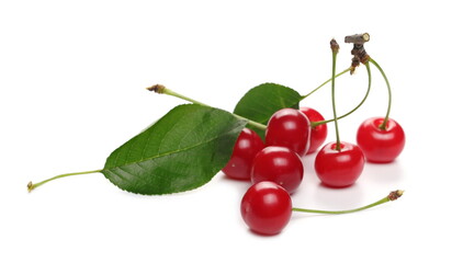 Ripe tart, sour cherries with leaves isolated on white background