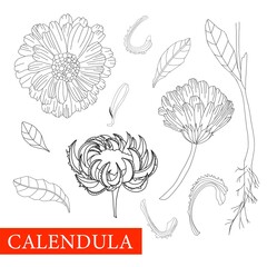 Calendula black and white. Coloring marigolds flower. Botanical illustration. Good for cosmetics, medicine, treating, aromatherapy, nursing, package design, field bouquet.Medicinal plants. Antistress.