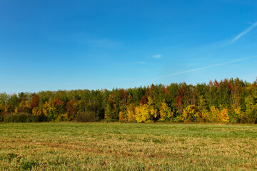 Autumn forest in front of a meadow against a blue sky. Autumn landscape