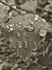 rain drops on a leaf