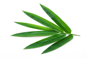 Green leaves isolated on a white background, bamboo leaves.