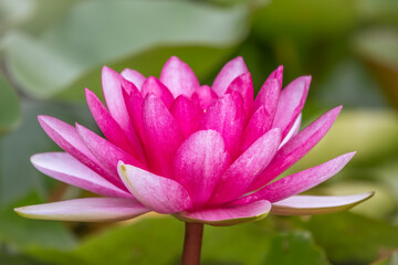 Pink water lily flower, Nymphaea lotus, Nymphaea sp. hort., on green leaves background.