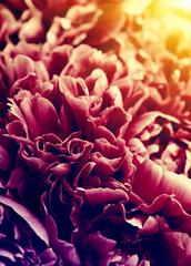 Flower and beautiful petals.