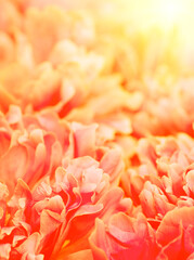 Beautiful flower background