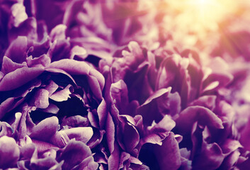 Flower and beautiful petals.