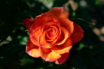 
Fresh beautiful rose in the summer garden at sunset.