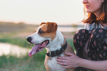 Happy dog with closed eyes in female hands, summer season. Woman hugs her staffordshire terrier dog...
