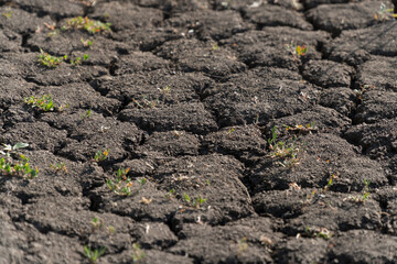 Cracks in the dry ground with small sprouts of grass. Selective focus