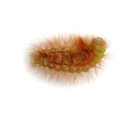 Close up caterpillar isolated on the white