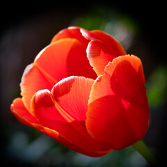 Obraz na płótnie Canvas Tulip in close up, United Kingdom