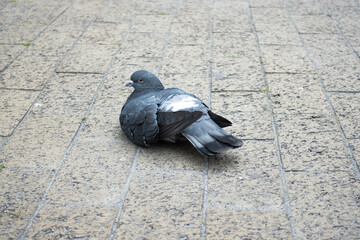 Fototapeta premium ハト Pigeon Dove