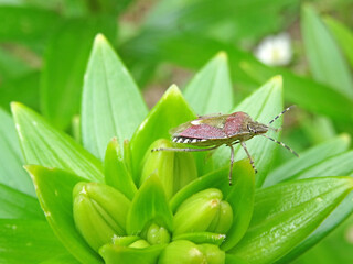 A heteroptera insect who is walking on unbloomed robust flower. A various detailled insect shoot...