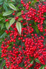 Detil of green bush with red round fruits and berries.