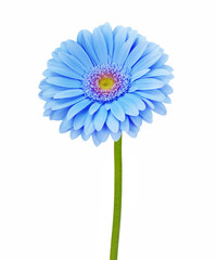 blue flower isolated on white