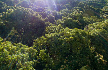 Lychee fruits in growth on tree in the sunrise
