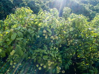 Fototapeta na wymiar Lychee fruits in growth on tree in the sunrise