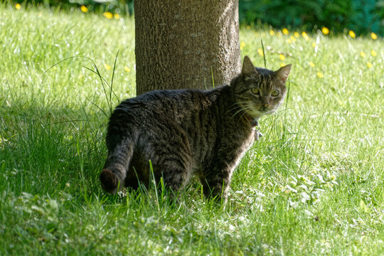 Chat domestique dans la pelouse.