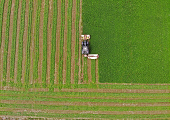 agricultura corte alfalfa